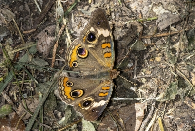 Buckeye Butterfly April 2024